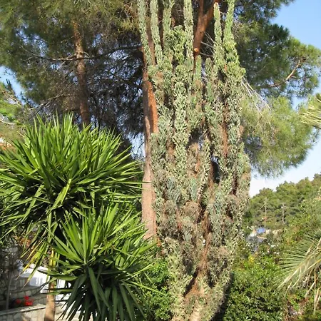 Summer Senses Σκιάθος Πόλη
